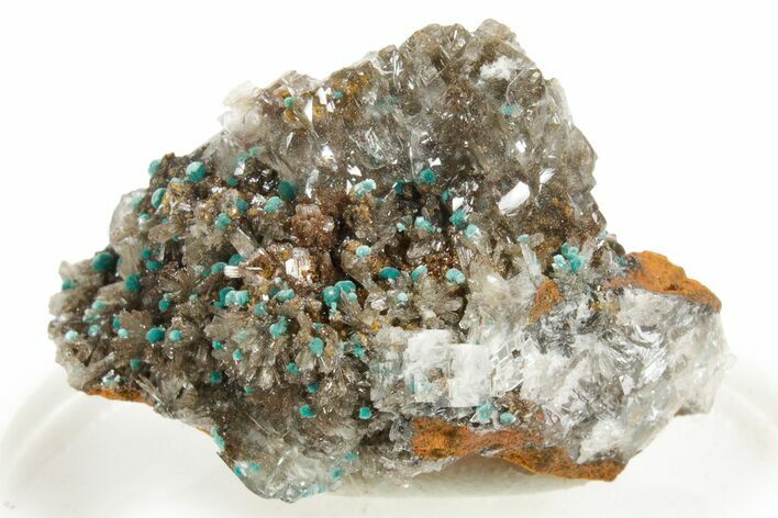 Teal Blue Rosasite Aggregates on Calcite - Mexico #371810